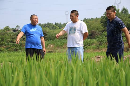 说明: E:\电脑\宣传\宣传照片\2022\7.8涪城区旱情调研\IMG_5944.JPG